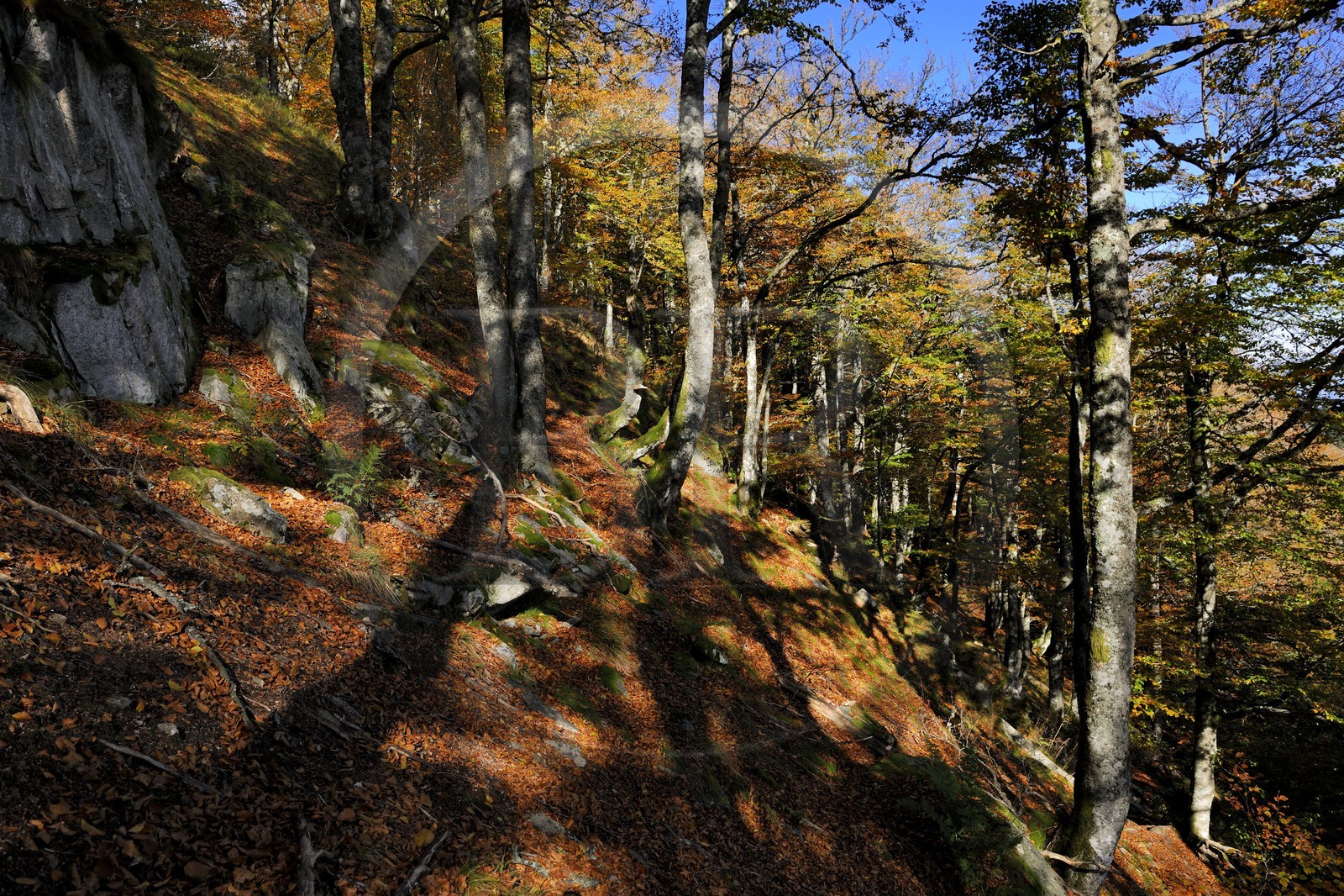 France, Haut-Rhin (68), la route des Crêtes, réserve naturelle de Tanet-Gazon-du-Faing, forêt vosgienne sur le flan est
