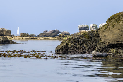 France, Finistère, Penmarch, Étocs archipelago, gray seal (halichoerus grypus)