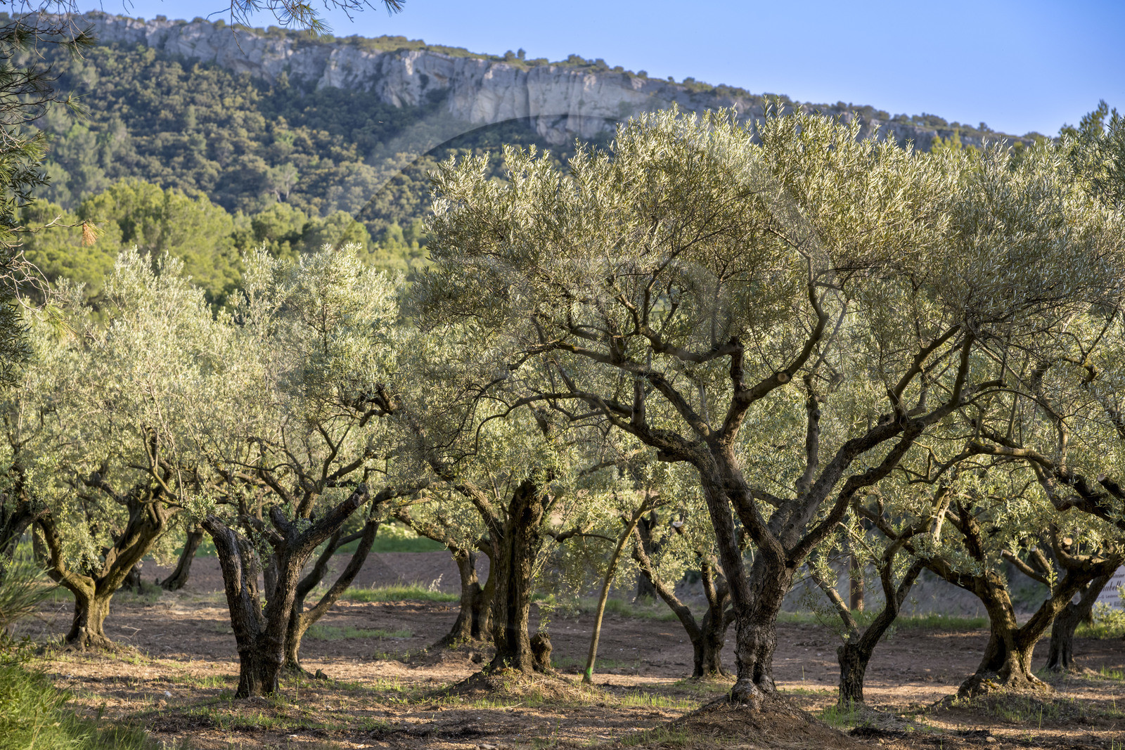 France, Vaucluse (84), Dentelles de Montmirail, Gigondas, plantation d'oliviers