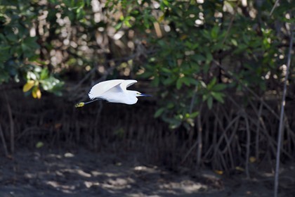 Nicaragua, the Pacific coast of Leon, Isla Juan Venado Nature Reserve mangrove, Little Egret (Egretta garzetta)