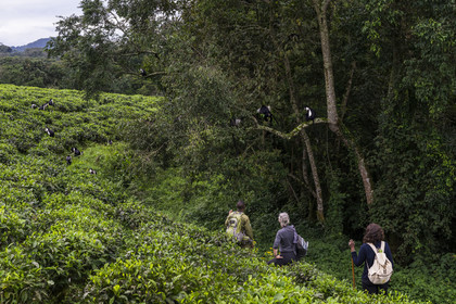 Rwanda, Province de l’Ouest, Gisakura, Parc national de Nyungwe, le garde de African Parks Claver Mtoyinkima guidant des touristes sur la piste des Colobes de Ruwenzori (Colobus angolensis ruwenzorii) pendant un safari à pied dans la forêt tropicale humide naturelle bordée par les plantations de thé