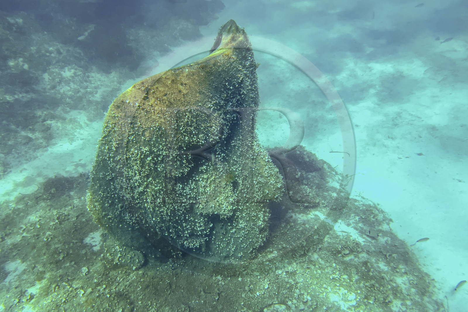 France, Alpes-Maritimes (06), Cannes, Iles de Lérins, Ile Sainte-Marguerite, l’écomusée sous-marin formé de statues monumentales de l’artiste Jason deCaires Taylor, moulées selon les visages de 6 Cannois et immergées à une distance allant de 84 à 132 mètres du rivage pour une profondeur de 3 à 5 mètres France, Alpes-Maritimes (06), Cannes, Iles de Lérins, Ile Sainte-Marguerite, l’écomusée sous-marin formé de statues monumentales de l’artiste Jason deCaires Taylor, moulées selon les visages de 6 Cannois et immergées à une distance allant de 84 à 132 mètres du rivage pour une profondeur de 3 à 5 mètres