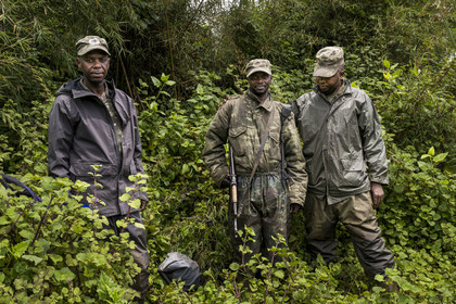 Rwanda, Province du Nord, Parc National des Volcans dans la chaine des Monts Virunga, mont Karisimbi, gardes et pisteurs du Parc accompagnant des touristes à la rencontre des gorilles des montagnes du groupe Susa