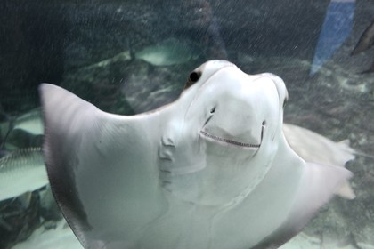 France, Finistère (29), Brest, Océanopolis