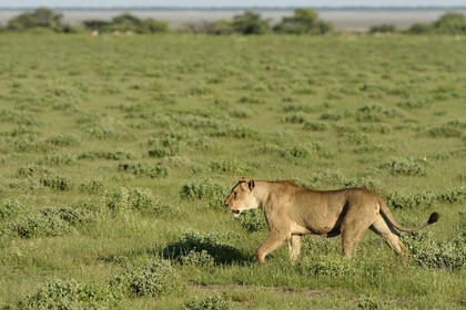 Namibia, Oshikoto region, Etosha National Park, lioness (Panthera leo) hunting