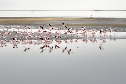 Namibie, région de Erongo, Walvis Bay, flamant nain (Phoeniconaias minor)