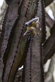Rwanda, Province de l’Ouest, Karongi (anciennement nommée Kibuye), lac Kivu, Ile Napoléon ou Tembabagoyi, Roussette paillée africaine ou Roussette des palmiers africaine ou Roussette jaune (Eidolon helvum) dans un Euphorbe candélabre