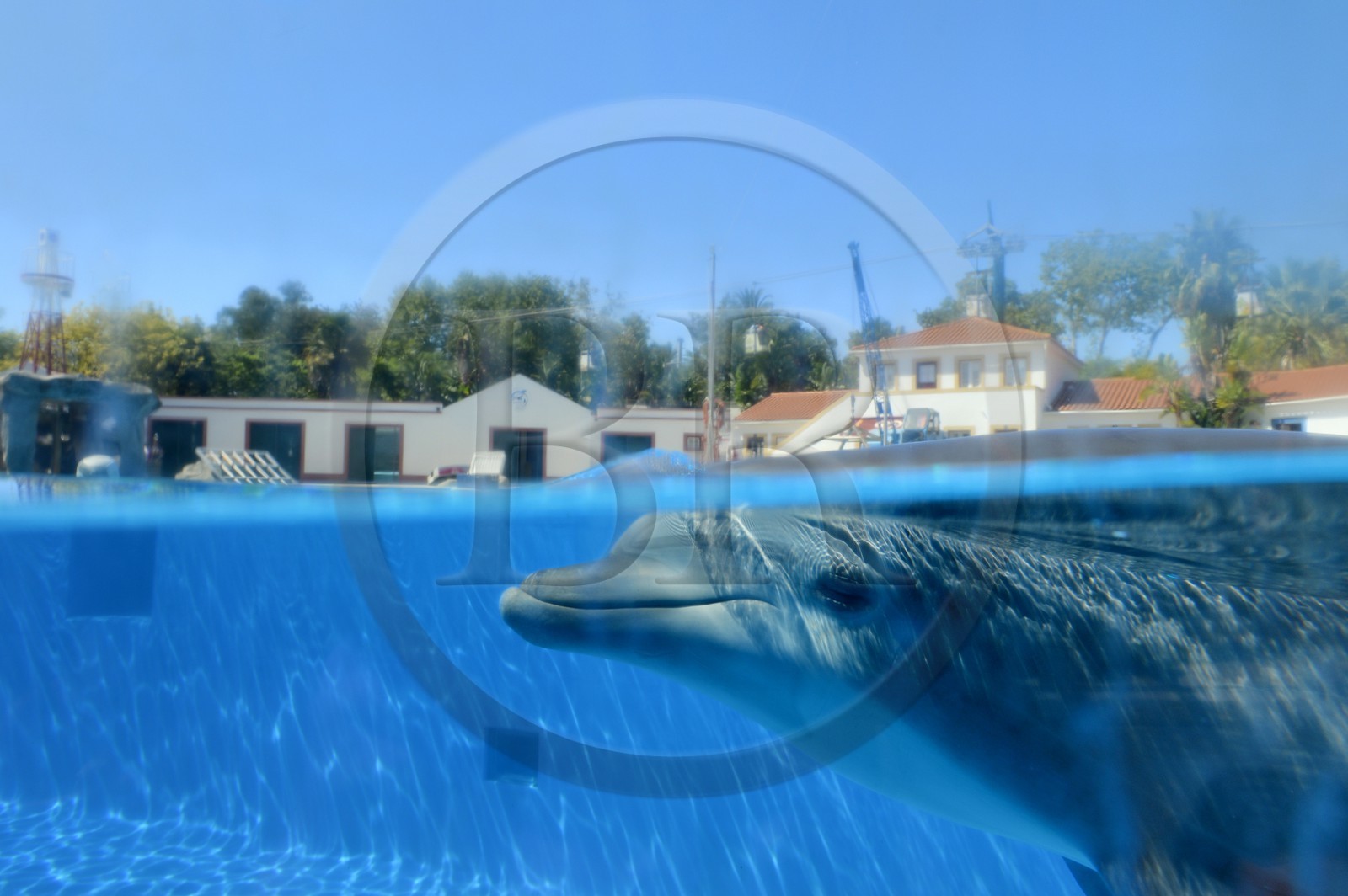 Portugal, Lisbonne, Jardin zoologique, le delphinarium, dauphin Portugal, Lisbonne, Jardin zoologique, le delphinarium, dauphin