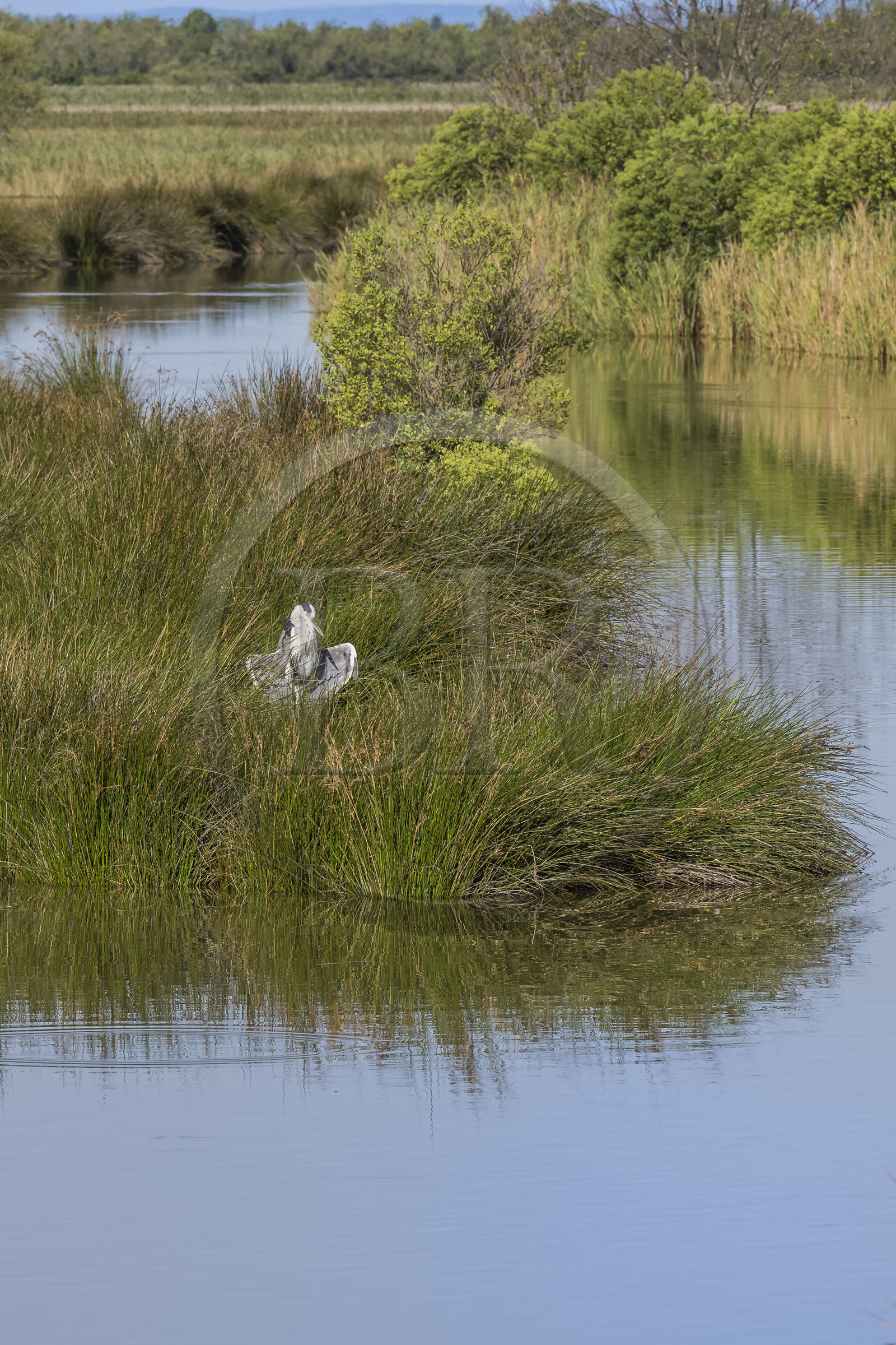 France, Gard (30), Aigues-Mortes, Saint-Laurent-d'Aigouze, la Petite Camargue, héron cendré (Ardea cinerea) séchant ses plumes au soleil