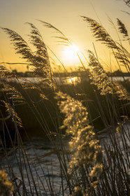 France, Gard (30), Aigues-Mortes, les marais salants en hiver