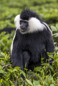 Rwanda, Province de l’Ouest, Gisakura, Parc national de Nyungwe, Colobe de Ruwenzori (Colobus angolensis ruwenzorii) dans une plantation de thédont il ne mange pas les feuilles