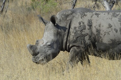 Zimbabwe, Matabeleland South Province, Matobo or Matopos Hills National Park, listed as World Heritage by UNESCO, White Rhinoceros (Ceratotherium simum), adult male of about 15 years