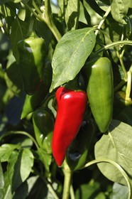 France, Pyrénées-Atlantiques (64), Pays-Basque, Espelette, champ de piments d'Espelette, le piment vert devient rouge à maturation