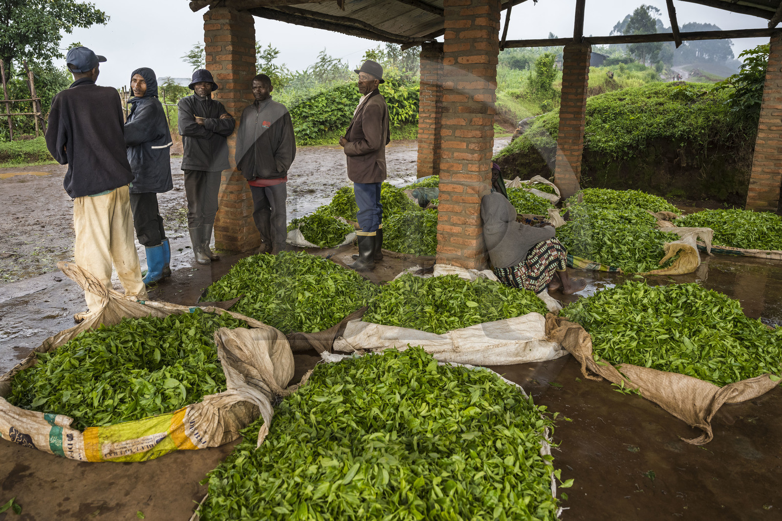 Rwanda, Province de l’Ouest, Gisuma, plantation de thé, abri pour les travailleurs et le thé de leur cueillette