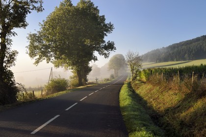 France, Haute Loire, Ussel, country road in the summer morning mist