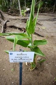 France, Ile de la Reunion, côte ouest, Saint-Gilles-Les-Bains (commune de Saint-Paul), le Jardin d'Eden, jardin botanique