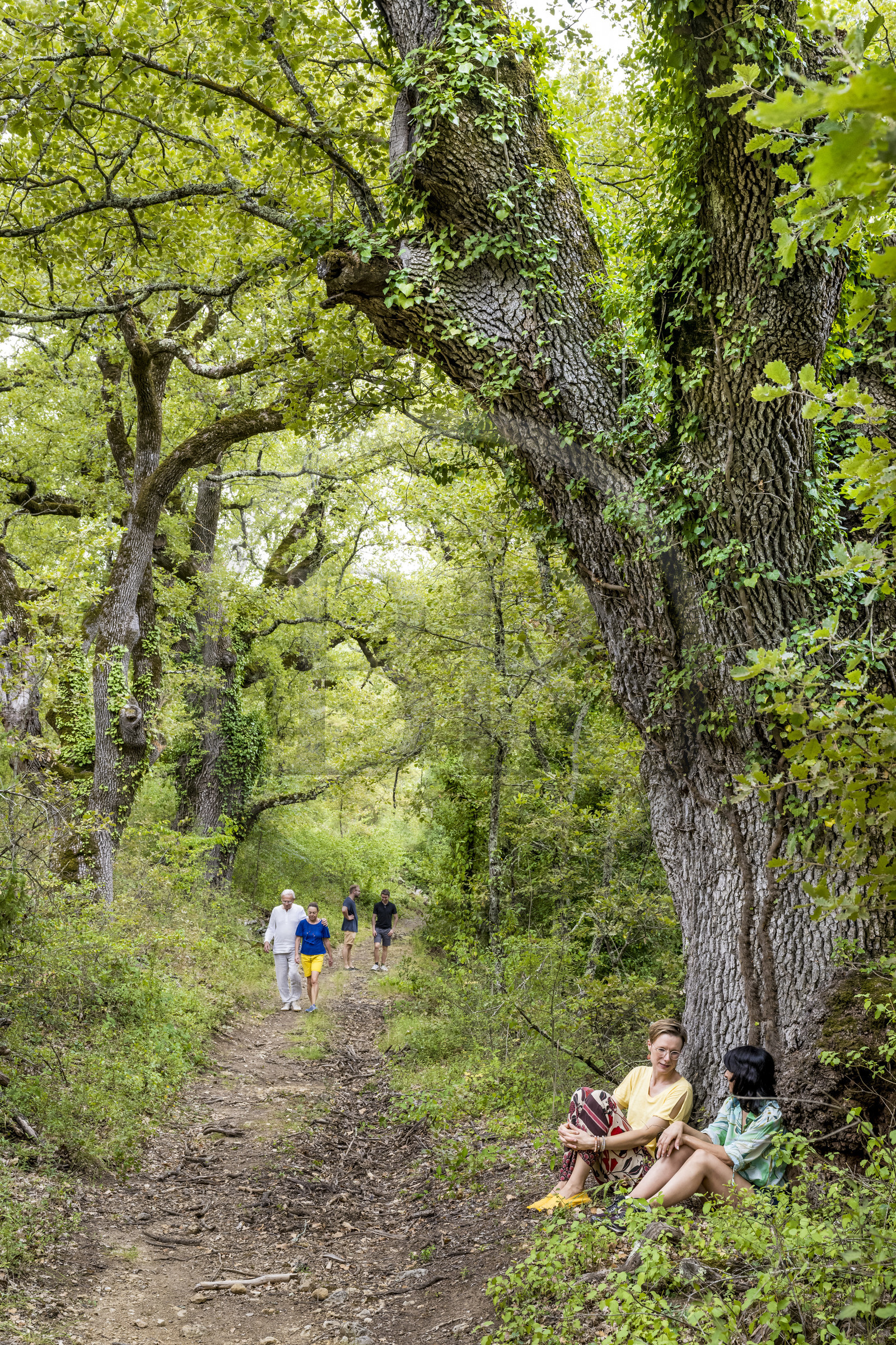 France, Var (83), Provence Verte, Bras, Académie du Bain de Forêt Provençale, forêt du domaine Le Peyrourier - une campagne en Provence, Constanze Coisne guide le Shinrin Yoku