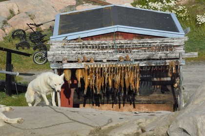 Groenland, cote ouest, baie de Disko, Ilulissat, chien de traineau et séchoir à morues