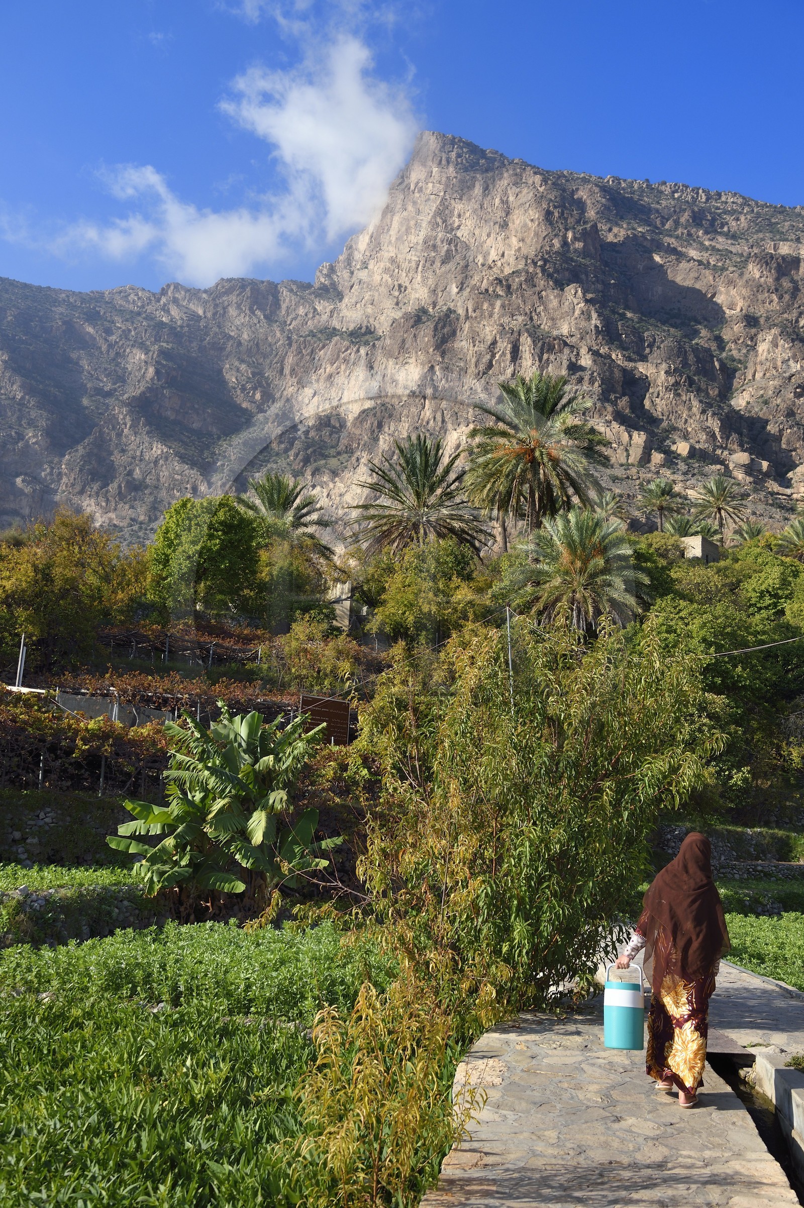 Sultanat d'Oman, Gouvernorat d'Al-Batina du Sud, Hajar occidental, Wadi Mistall, femme dans les cultures en terrasses au dessus du village de Wakan (Wukan) et le sommet du Qarn Wukan (2501m) en arrière plan Sultanat d'Oman, Gouvernorat d'Al-Batina du Sud, Hajar occidental, Wadi Mistall, femme dans les cultures en terrasses au dessus du village de Wakan (Wukan) et le sommet du Qarn Wukan (2501m) en arrière plan
