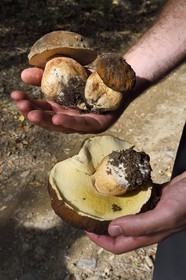 France, Var, Massif des Maures, Collobrières, freshly picked ceps