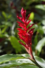Caraïbes, Ile de la Dominique, Portsmouth, les rives de l'Indian River, alpinia rouge (Alpinia purpurata)