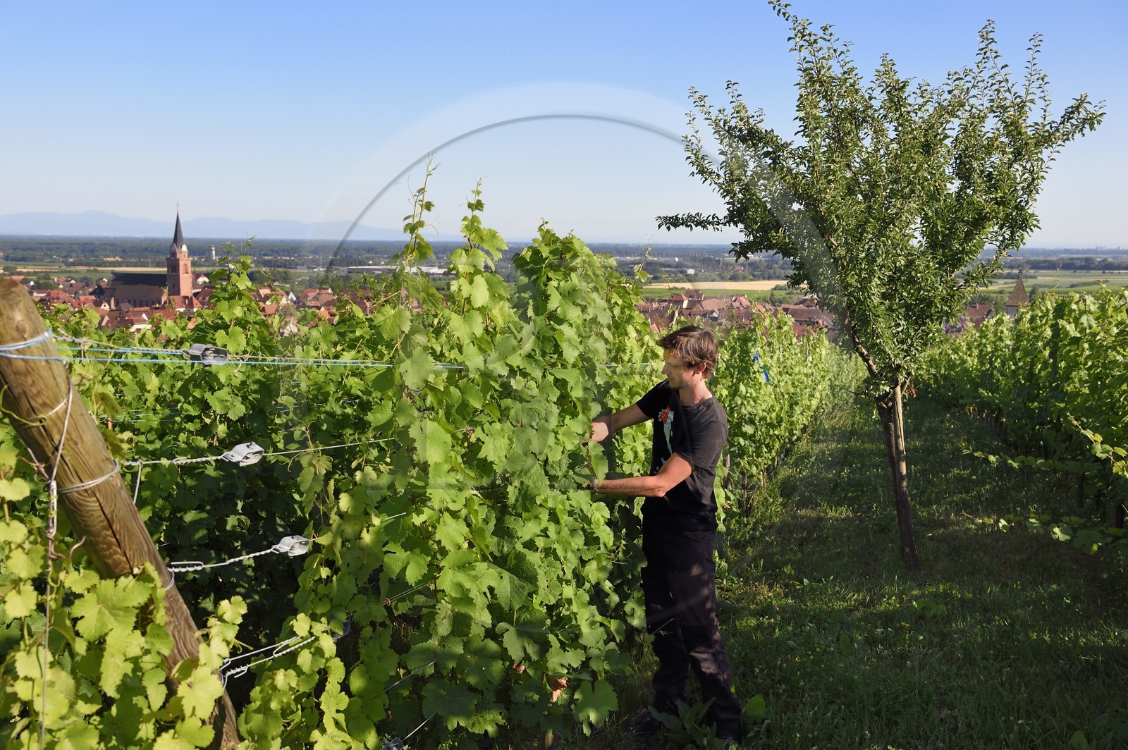 France, Haut-Rhin (68), Route des vins d'Alsace, Bergheim, Domaine viticole Marcel Deiss, Mathieu Deiss effectuant un travail de palissage qui est indispensable pour permettre une bonne exposition des feuilles et des futures grappes