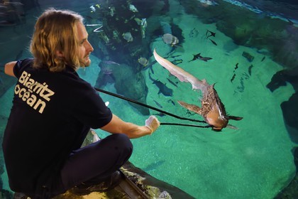 France, Pyrénées-Atlantiques (64), Pays-Basque, Biarritz, l'Aquarium - le Musée de la Mer, Jean Baptiste Nurenberg nourrissant un requin-zèbre (Stegostoma fasciatum)