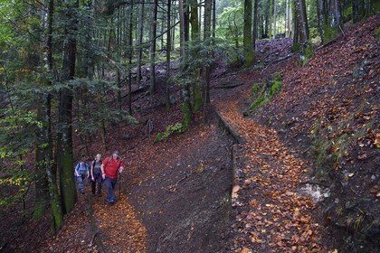 France, Haut Rhin, Ballons des Vosges Regional Natural Park, hikers going up from the Storckensohn valley to the Tete des Perches mountain peak