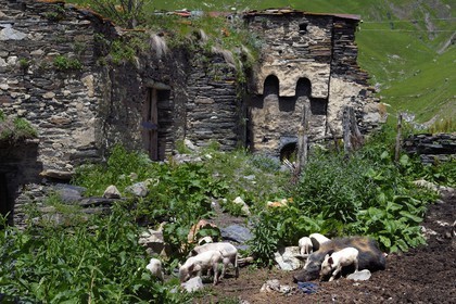 Georgia, Upper Svaneti (Zemo Svaneti), village of Ushguli, listed as World heritage by UNESCO, pig and his cubs