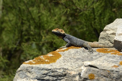 Grèce, île de Delos, classée Patrimoine Mondial de l'UNESCO, site archéologique de Délos, sanctuaire d'Apollon, la plus grande cité antique de la mer Egée, lézard