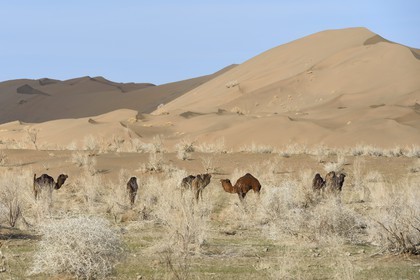 Iran, Province d'Ispahan, désert du Dasht-e Kavir, Mesr dans la région de Khur et Biabanak, dromadaires (Camelus dromedarius) au pied des dunes de sable