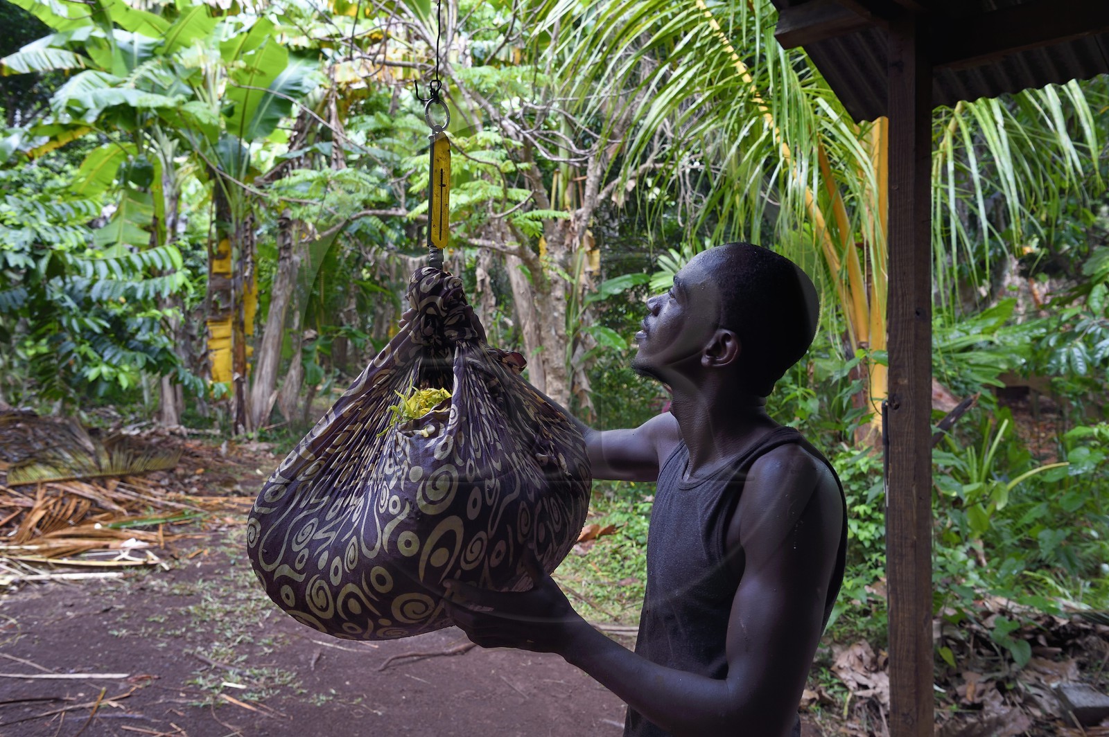France, Ile de Mayotte, Grande-Terre, Ouangani, pesée à la distillerie de fleurs d'Ylang-ylang fraichement cueillies, on en extrait une huile essentielle utilisée en parfumerie