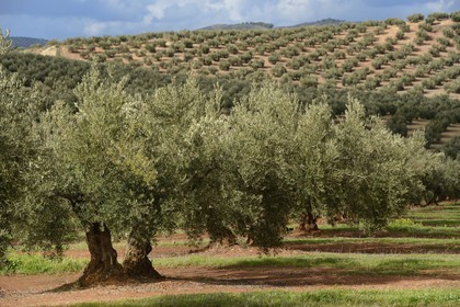 Espagne, Andalousie, province de Jaén, champs d'oliviers au sud de Martos entre Baena et Alcaudete
