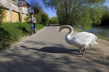 France, Val de Marne, the Marne riverside, Gournay-sur-Marne, a swan on the bike path