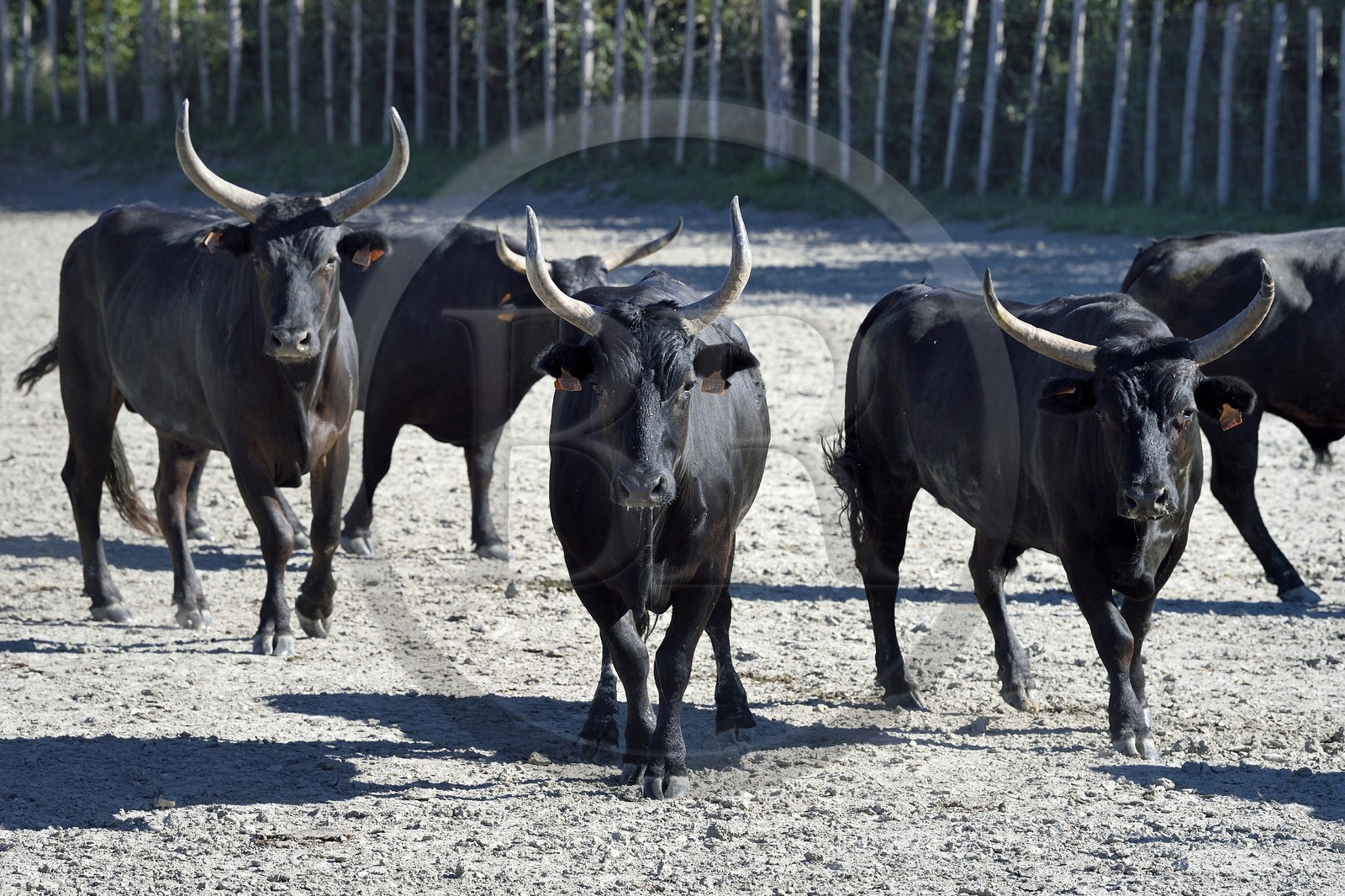 France, Bouches-du-Rhône (13), Parc naturel régional de Camargue, Mas du Menage, manade Saint Antoine (Cauzel), taureaux camarguais appellés Raço di Biou