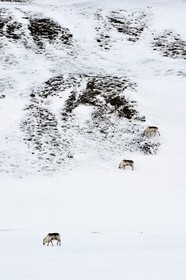 Norway, Svalbard, Spitzbergen, Adventdalen valley near Longyearbyen,, Svalbard reindeer (Rangifer tarandus platyrhynchus)