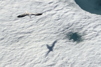 Groenland, cote Nord-Ouest, Smith sound, Fulmar boréal (Fulmarus glacialis) survolant la banquise