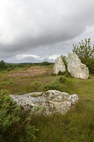 France, Ille-et-Vilaine, Saint-Just, megalithic monuments of the Lande de Cojoux, menhirs called Les Demoiselles