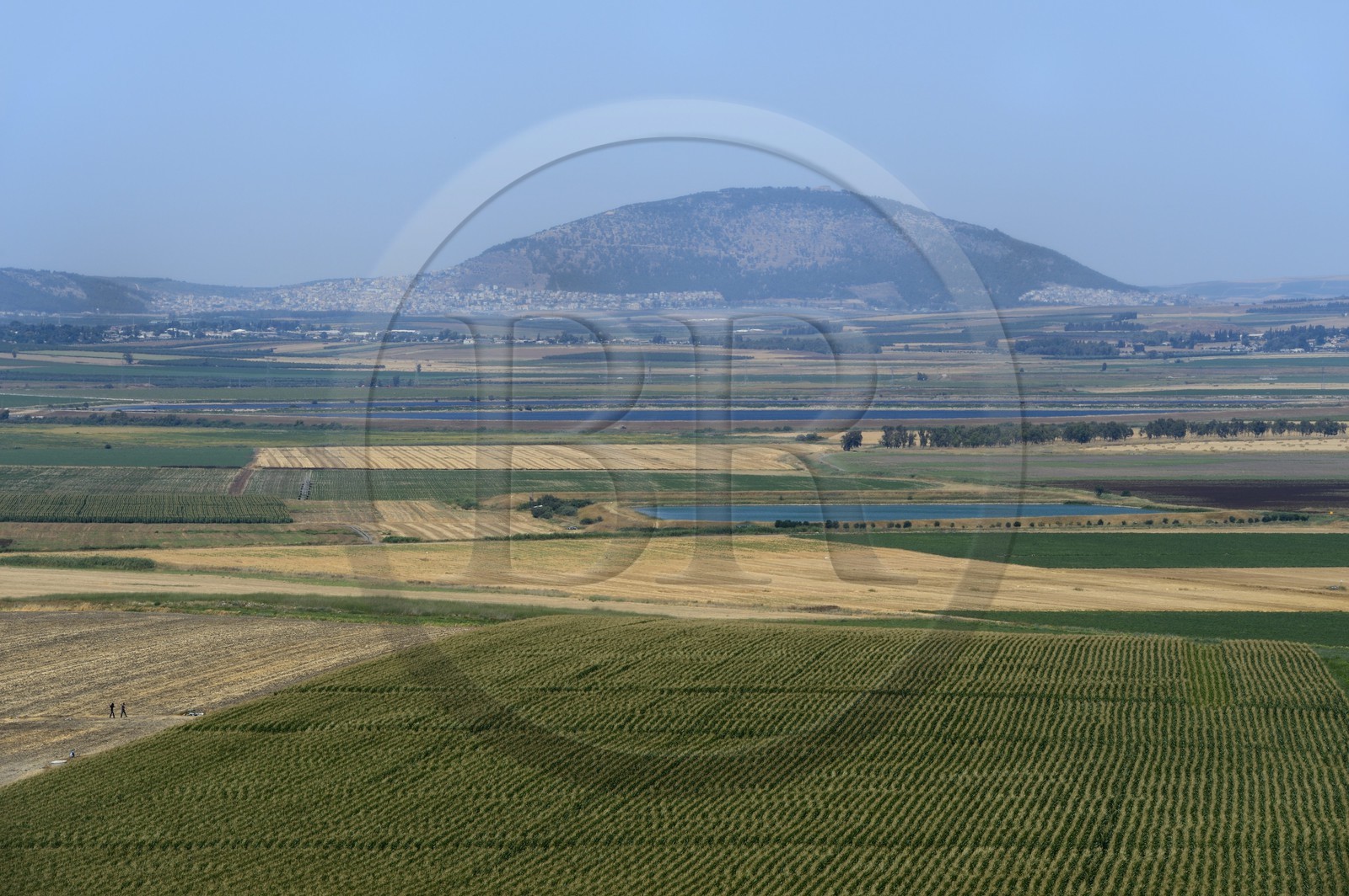 Israel, district du nord, Galilée, vallée de Jezreel et le Mont Thabor (Tabor) en arrière plan