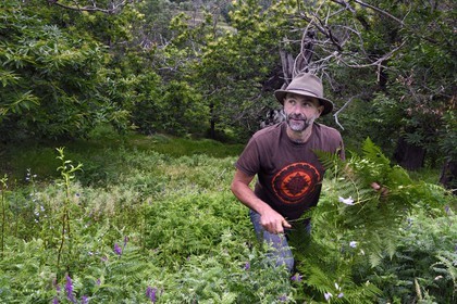France, Var, Massif des Maures, Collobrières, valley of the Aurier, the forester Fabien Tamboloni among his chestnut trees