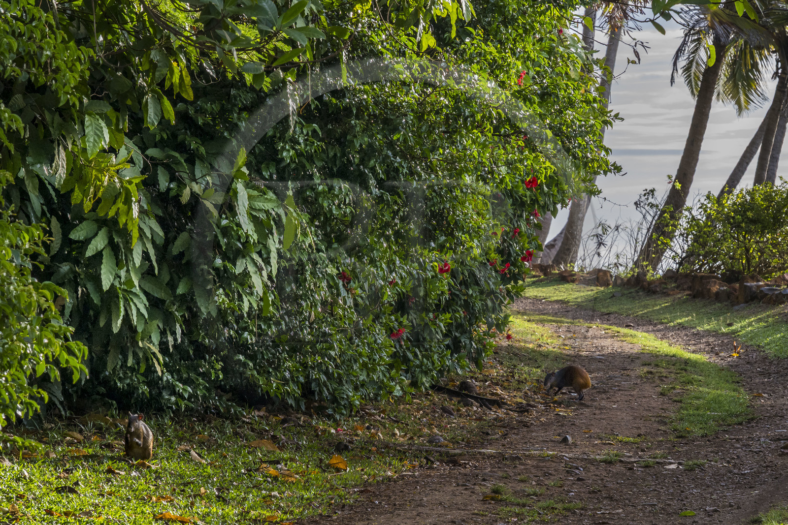 France, Guyane, Kourou, Iles du Salut, Ile Royale, agoutis (Dasyprocta)