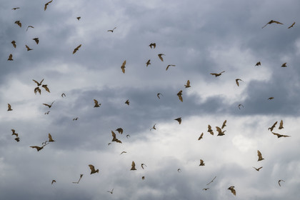 Rwanda, Province de l’Ouest, Karongi (anciennement nommée Kibuye), lac Kivu, Ile Napoléon ou Tembabagoyi, Roussette paillée africaine ou Roussette des palmiers africaine ou Roussette jaune (Eidolon helvum)