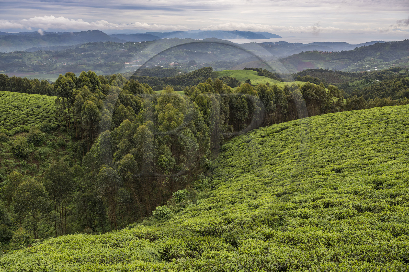 Rwanda, Province de l’Ouest, Gisakura, plantation de thé, le lac Kivu et les montagnes de la République démocratique du Congo en arrière plan