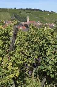 France, Haut Rhin, the Alsace Wine Route, Riquewihr, labelized the Most Beautiful Villages of France, bunch of grapes in the vineyard