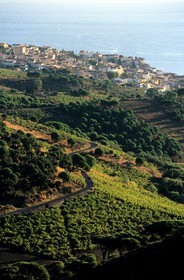 France, Pyrenees Orientales, cote Vermeille (Vermillion Coast), vineyard of Banyuls sur Mer and the town