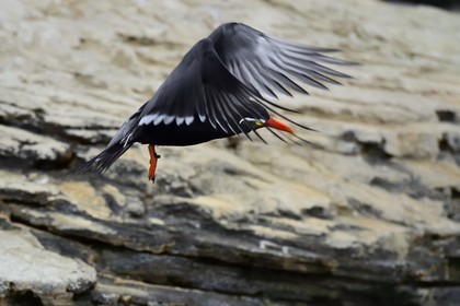 Portugal, Lisbonne, Parque das Nações (Parc des nations) construit pour l'exposition universelle de 1998, Oceanário (Oceanarium), Sterne inca (Larosterna inca)