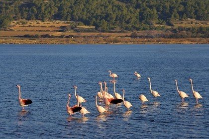 France, Aude (11), Narbonne, les Corbières, Gruissan, Flamants roses (Phoenicopterus roseus)