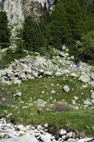 France, Alpes-Maritimes (06), parc national du Mercantour, Haute-Vésubie, randonnée dans le vallon de la Gordolasque, rencontre avec un chamois (Rupicapra rupicapra)