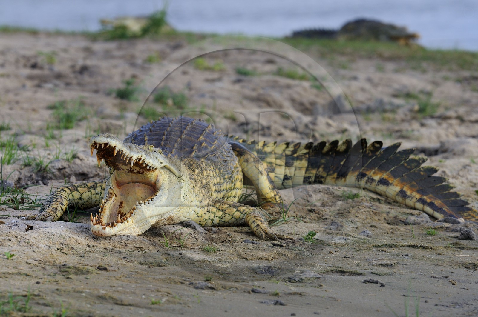 Tanzanie, Reserve de gibier de Selous une des plus grandes zones protégées au monde et inscrite sur la liste du patrimoine mondial de l’Unesco depuis 1982, crocodile du Nil (Crocodylus niloticus) sur le lac Nzerakera formé par la rivière Rufiji