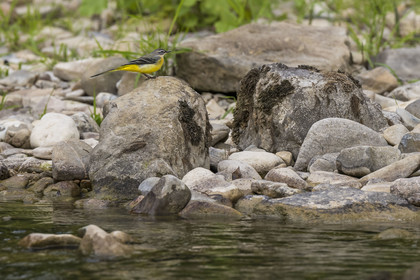 France, Aveyron, Grands Causses regional natural park, Millau, banks of the Tarn river, grey wagtail (Motacilla cinerea)